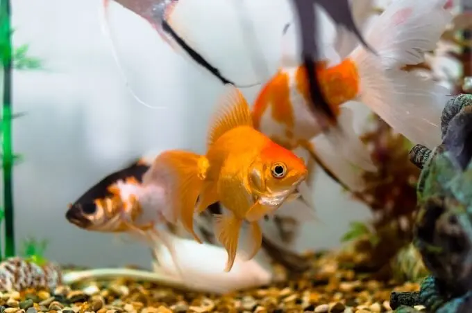 acuario de agua fria fancy goldfish