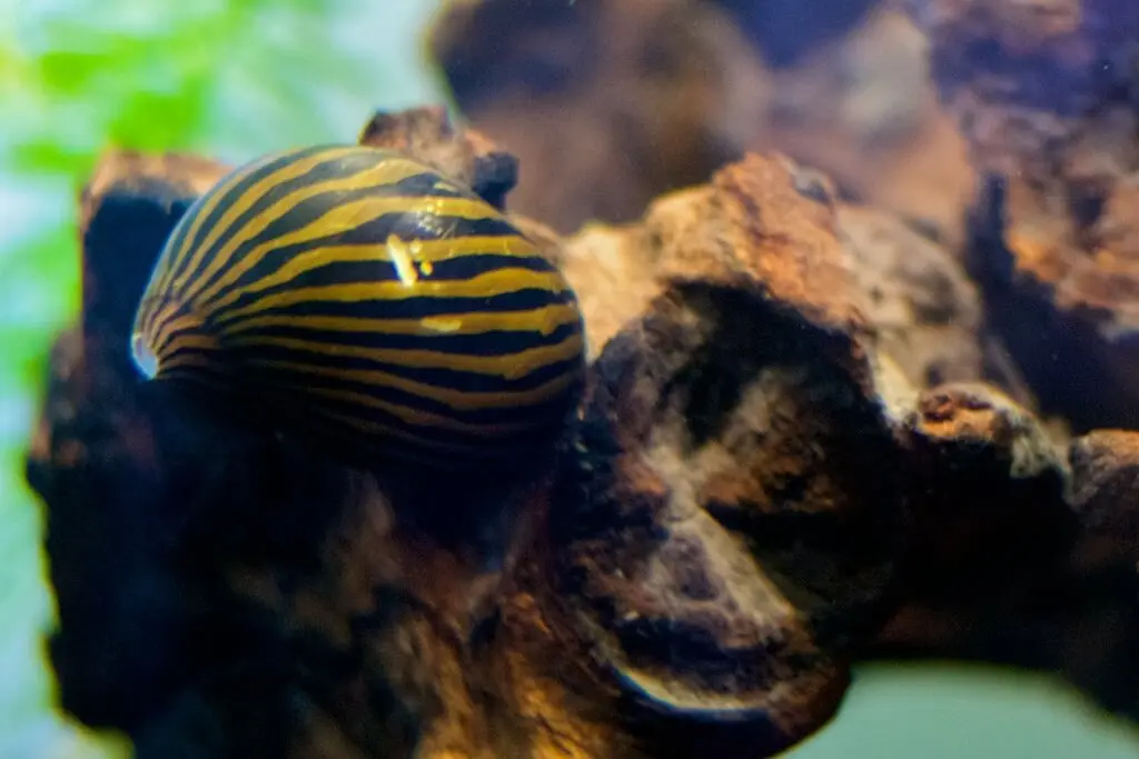 acuario de caracoles nerite 1