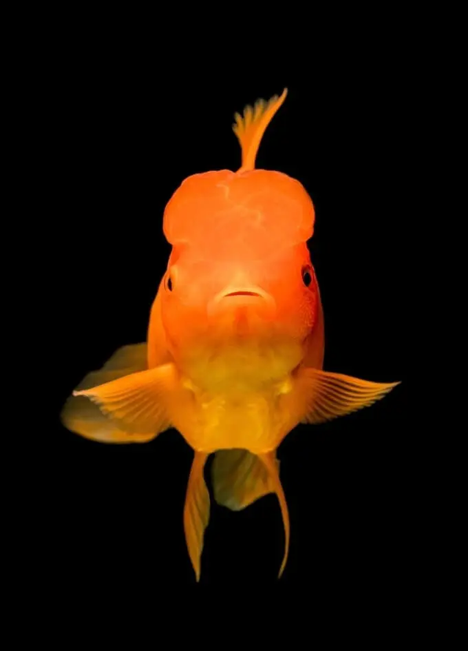 acuario de peces de colores oranda naranja