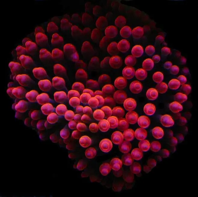 anemona rosa punta de burbuja