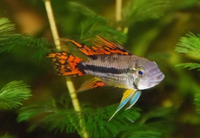 apistogramma colorido pez de acuario