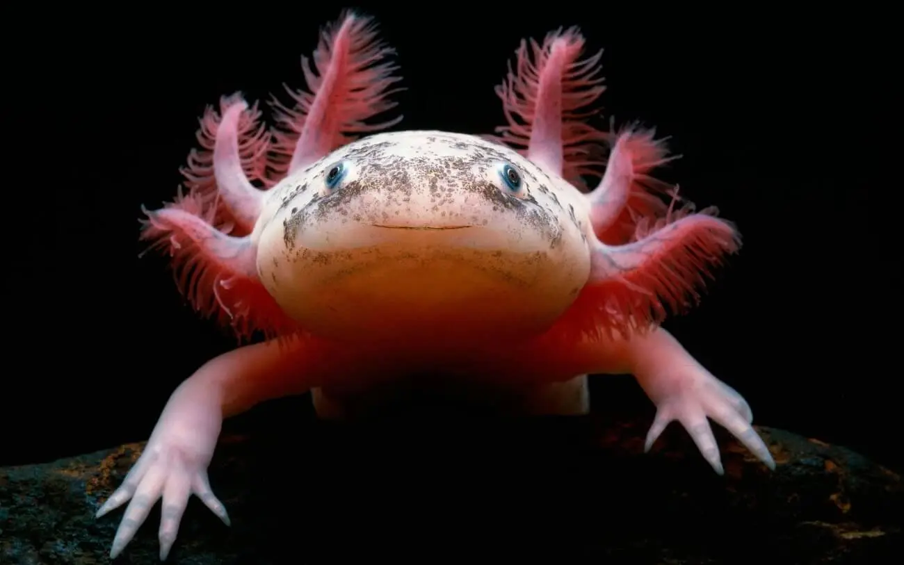 axolotl limpia acuario