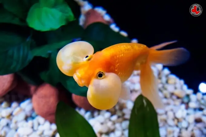 bubble eye goldfish close