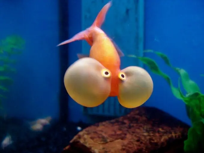 bubble eye goldfish nadar