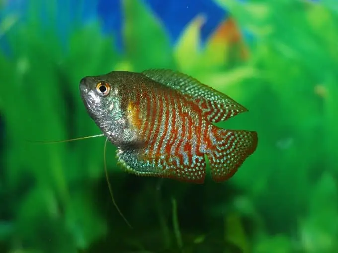 colorido pez de agua dulce gourami