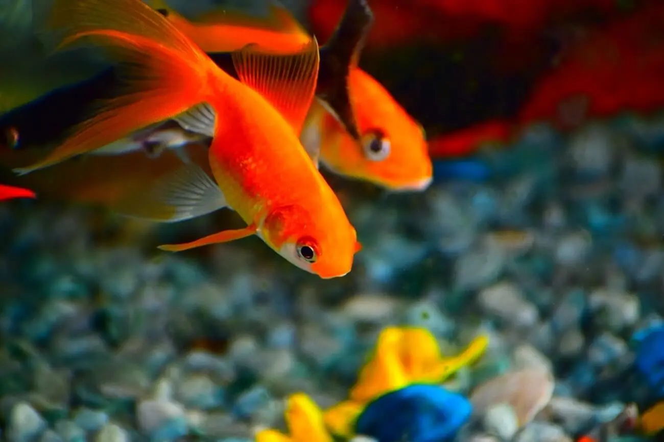 con qué frecuencia alimentar a los peces de colores