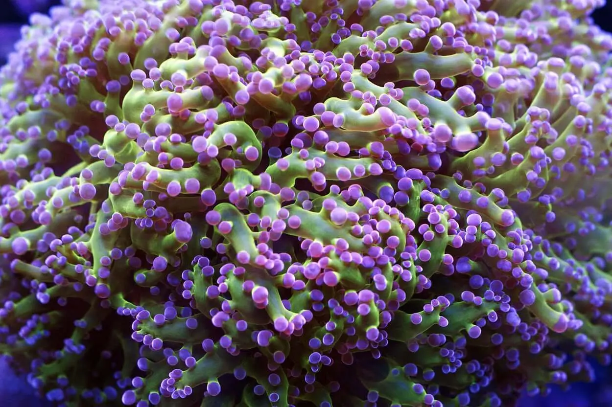 coral de las ranas