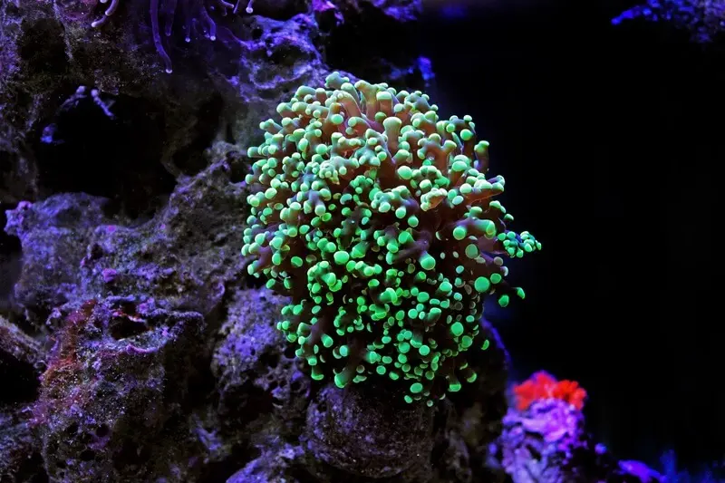 coral verde de las ranas