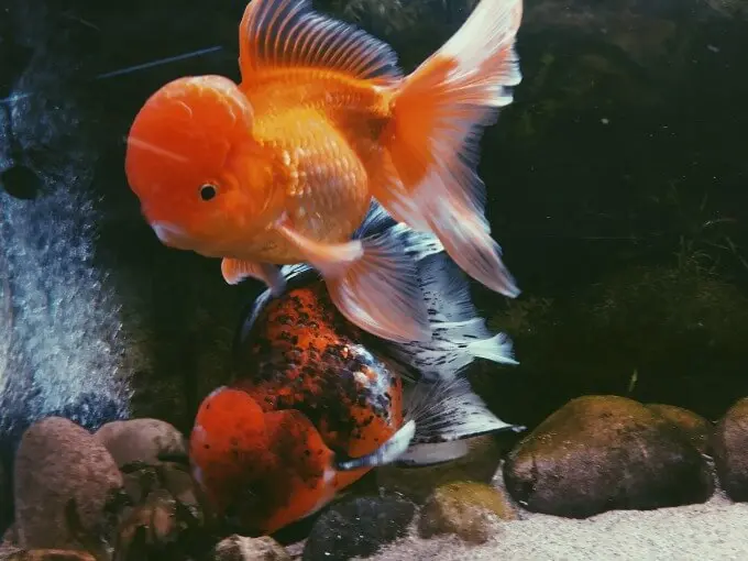 dominancia alimentaria goldfish