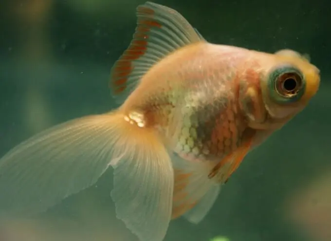 goldfish blanco palido