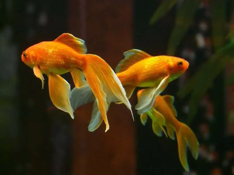 goldfish cola de velo