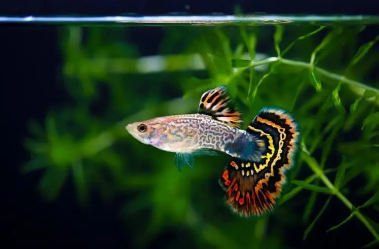 guppy pez planta acuario