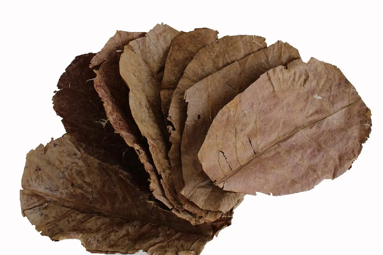 hojas de almendro indio