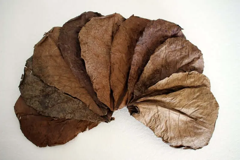 hojas de catappa