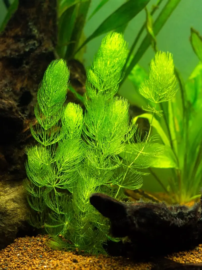 hornwort planta de acuario