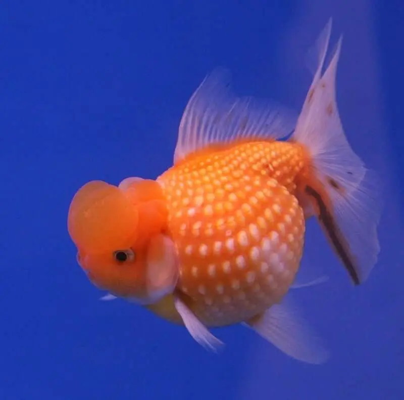 oranda tipo goldfish