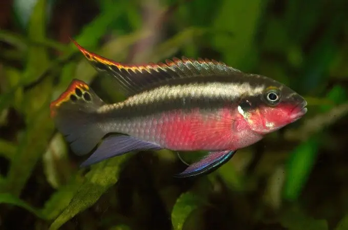 pelvicachromis pulcher macho