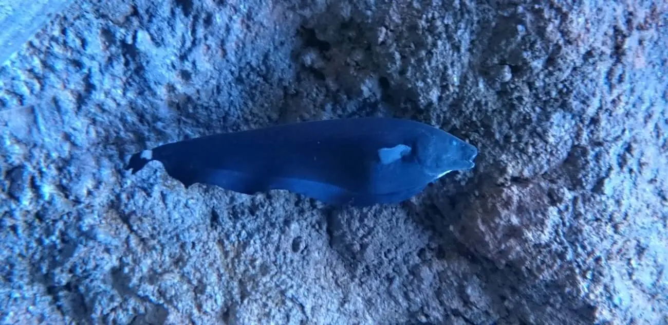 pez cuchillo fantasma negro
