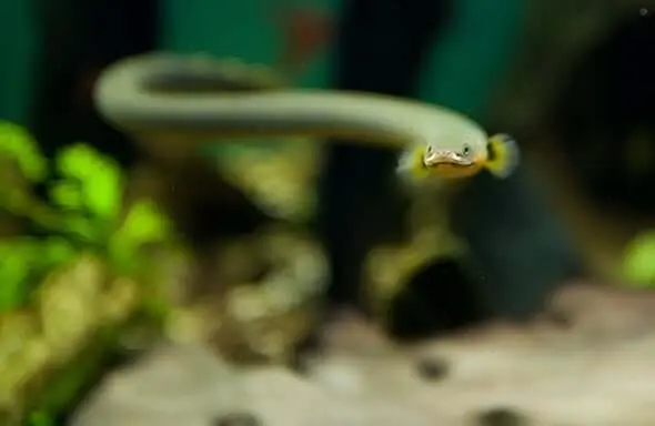 pez cuerda nadando