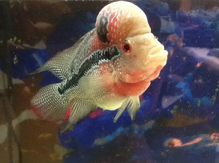 pez cuerno de flor nadando