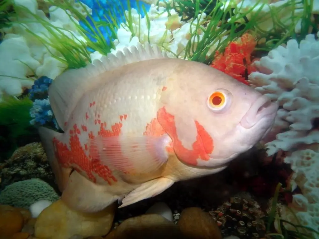 pez oscar albino