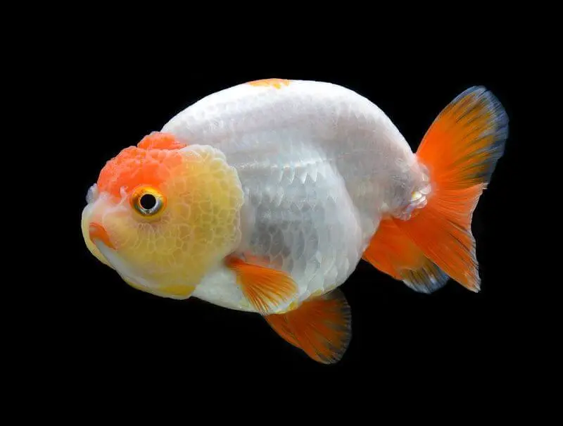 ranchu goldfish adulto