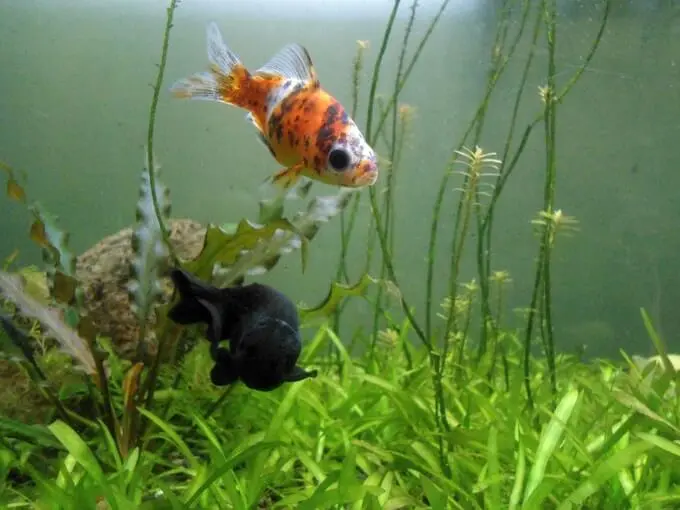 shubunkin goldfish acuario de natacion
