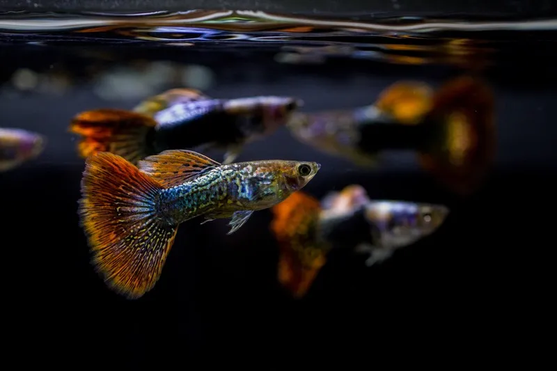 peces guppy nadando juntos