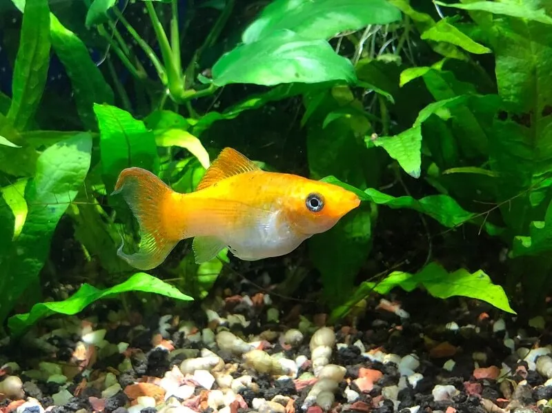 un pez molly amarillo