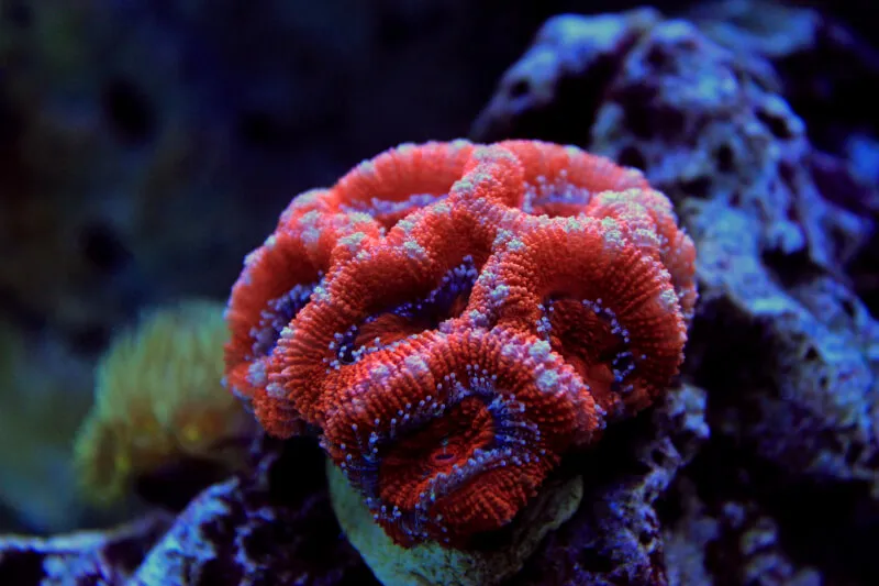 coral acan