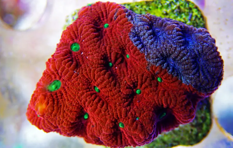 coral de guerra rojo verde favia