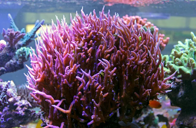 coral nido de pajaro